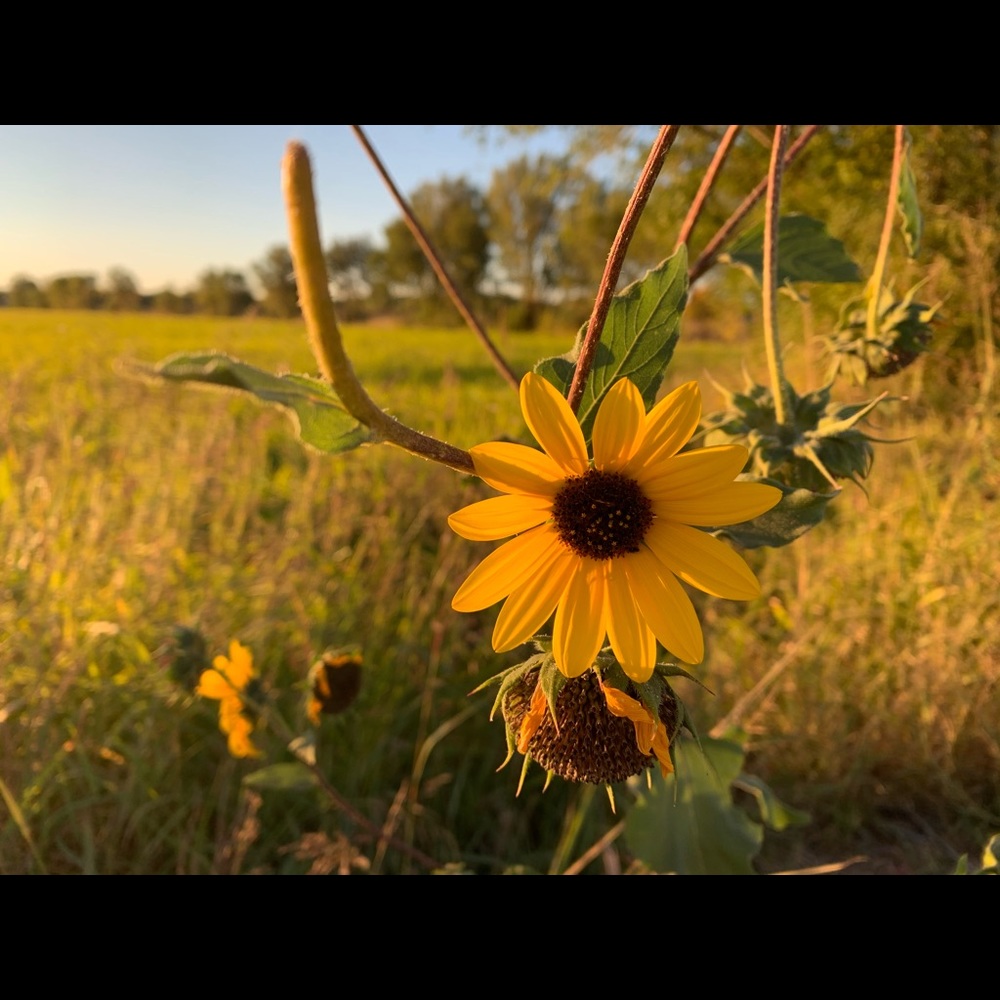 Meet your Posher, Griselda